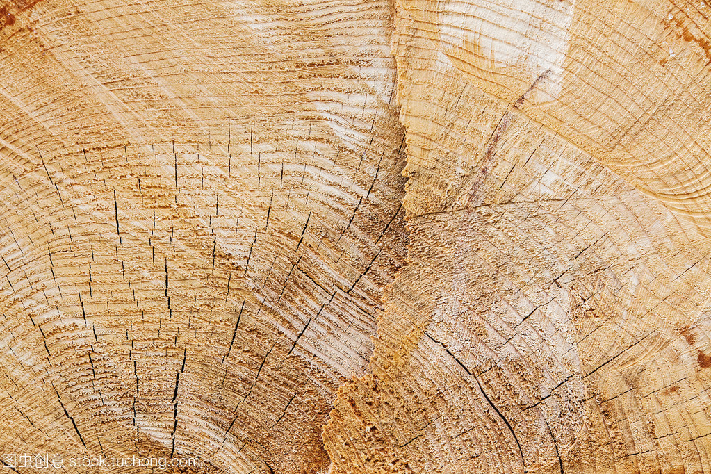 松林深处的新生 树桩纹理与锯木之思