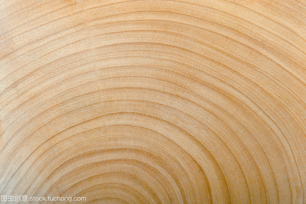 半断面大树的木材图案之美 自然的印记与生命的诗篇