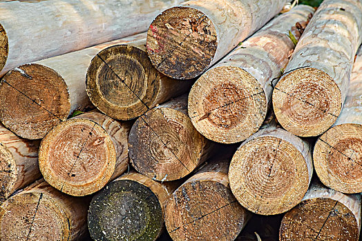 探秘自然瑰宝 木材种类、纹理与应用高清图鉴